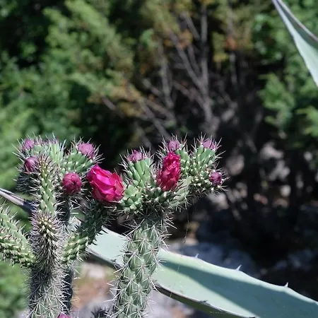 Lotus Appartamento *